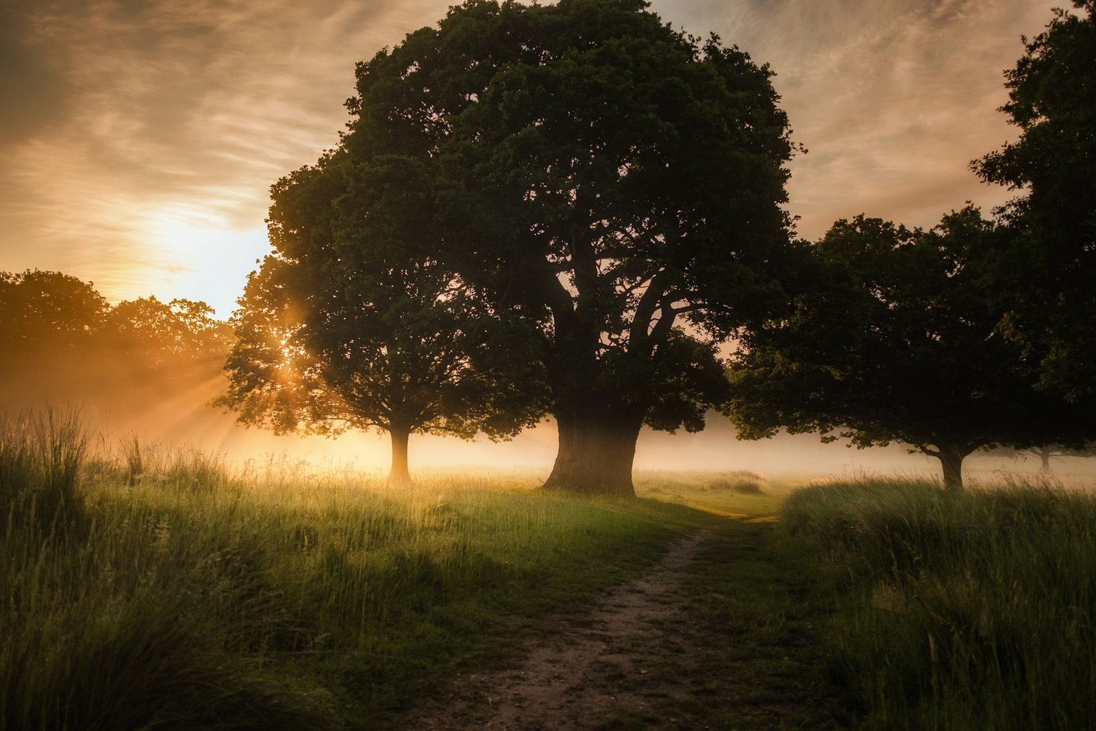 sunrise in the woods